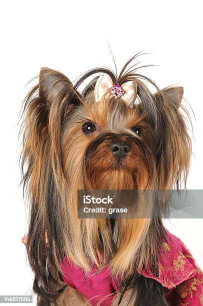 Retrato De Yorkshire Terrier Aislado En Blanco Foto de stock y más banco de imágenes de Blanco - Color - Blanco - Color, Color negro, Terrier de Yorkshire