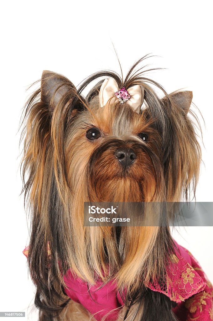 Portret yorkshire terrier na białym tle - Zbiór zdjęć royalty-free (Biały)