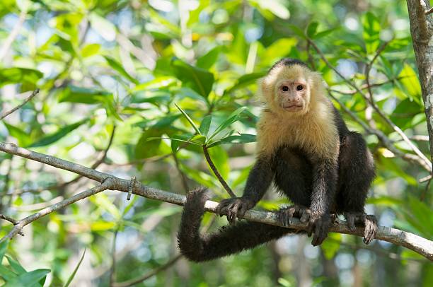 White faced Monkey White faced Capuchin monkey staring straight at the camera capuchin monkey stock pictures, royalty-free photos & images