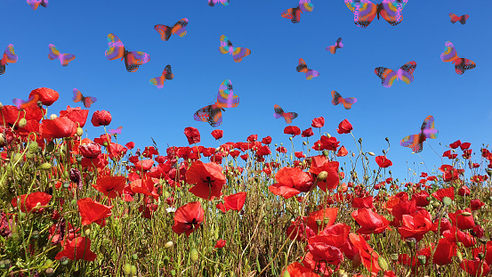 Poppies and butterflies
