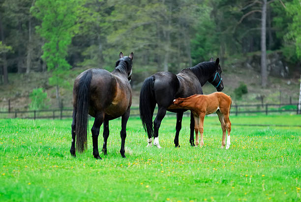 istock Mother and Baby 146817723
