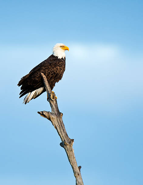 águia-retrato - north america bald eagle portrait vertical - fotografias e filmes do acervo