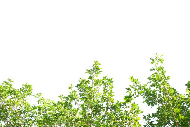 istock Tropical tree with leaves branches and sunlight, on white isolated background for green foliage backdrop 1468178156