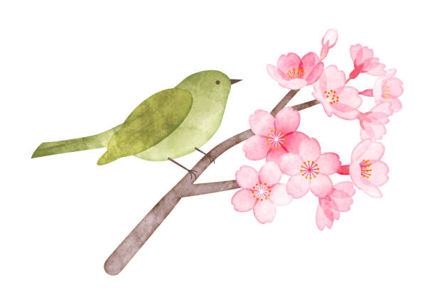 istock Cherry blossoms and Japanese nightingale Hand-painted watercolor style illustration 1468178962