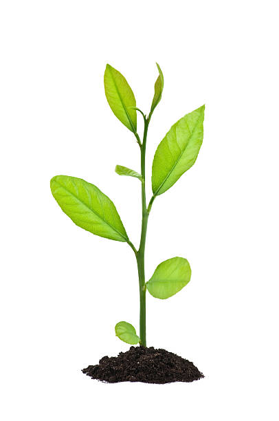 istock Growing tree with small leaves coming out of soil 146818010