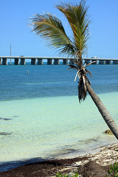 Florida Keys palmeira - foto de acervo