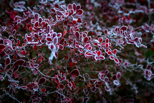 Frozen cobwebs on a red evergreen bush.