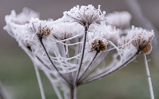 Frost on cow parsley seed head.