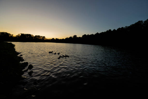 sagome di anatre sul lago all'alba dell'alba. - duffy foto e immagini stock