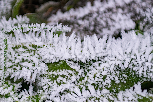 Hoar frost on a garden leaf.