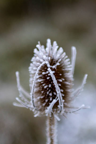 givre sur une tête de graine teasel - seed head photos et images de collection