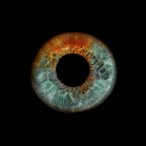 Macro shot of a human eye Macro shot of a human eye, macro iris on a black background, suitable as a creative background, Iris heterochromia german iris stock pictures, royalty-free photos & images