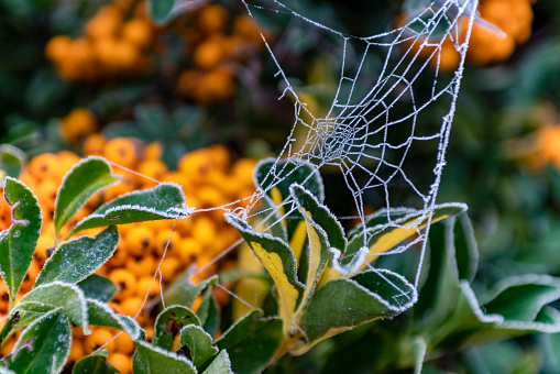 Dew covered cobwebs cover gorse bushes in heavy fog on the Blorenge Woodland Trust reserve in the Brecon Beacons. November