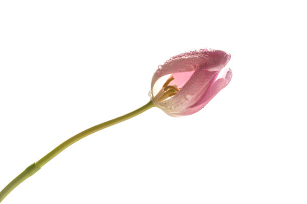 Close Up Beautiful Pink Tulips Isolated On White Background, Spring Flowers