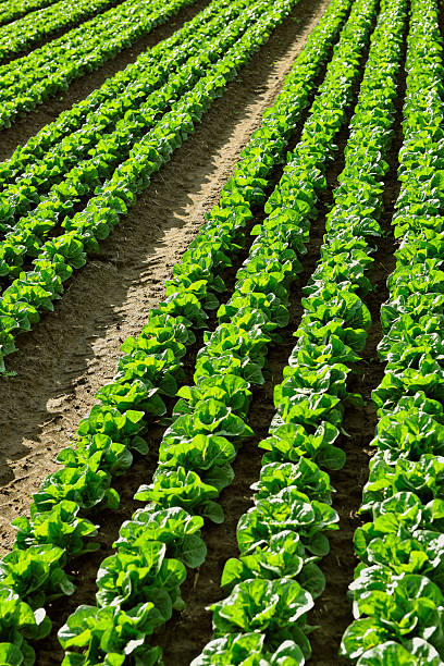 lettuce farm portrait stock photo