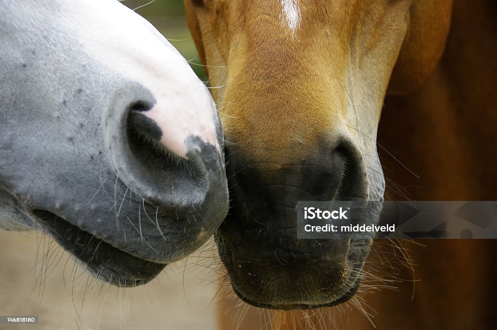 Due facce - Foto stock royalty-free di Cavallo - Equino