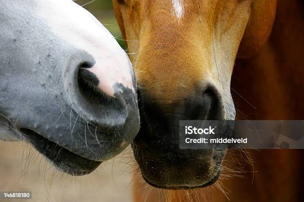 Due Facce - Fotografie stock e altre immagini di Cavallo - Equino - Cavallo - Equino, Due animali, Close-up