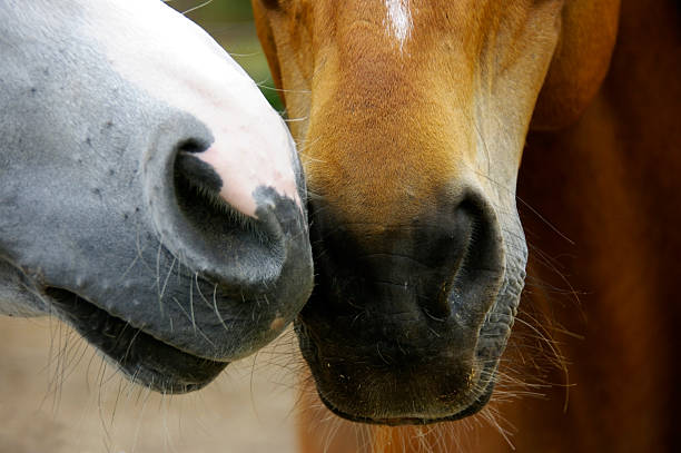 두 개의 접면 - livestock horse bay animal 뉴스 사진 이미지