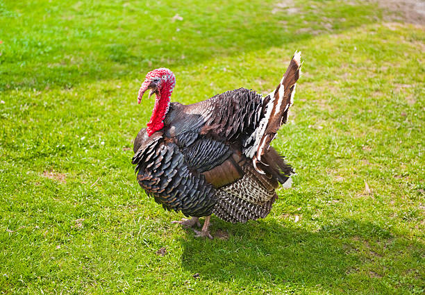 turkey cock on green grass, strutting and shouting stock photo