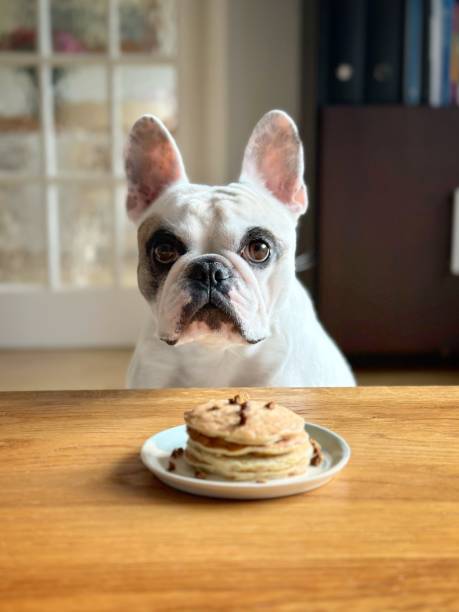 istock Healthy homemade pancake for dog 1468184939