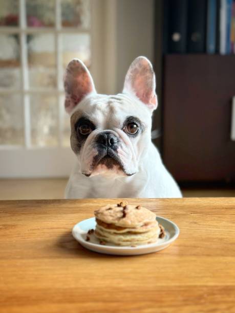 Healthy homemade pancake for dog stock photo