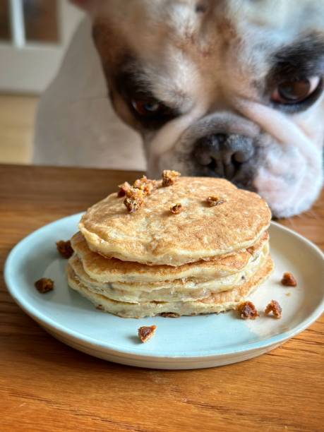 Healthy homemade pancake for dog stock photo