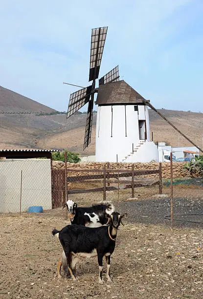 Photo of Goat farm