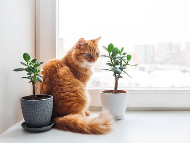 istock Curious ginger cat sits on window sill with two succulents while snow is falling outside. Comfort at home with fluffy pet and house plants at cold season. 1468185378