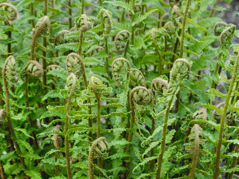 Dryopteris filix-mas or the male fern. Usually used as medicinal raw materials.