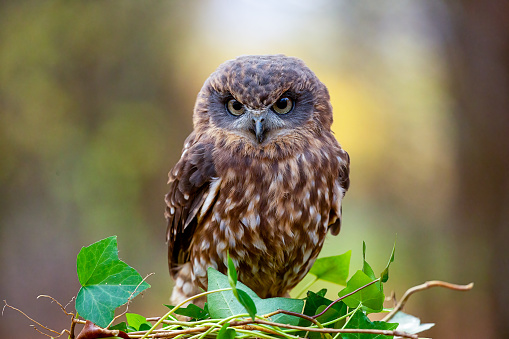 Southern boobook owl (also known as Ninox boobook) outdoors in natural setting
