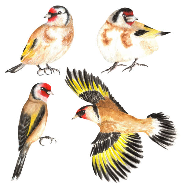 istock Hand-drawn watercolor set of goldfinch birds 1468185671