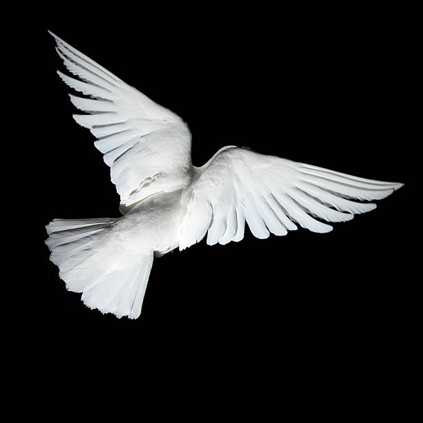pomba branca em voo de trás - foto de acervo