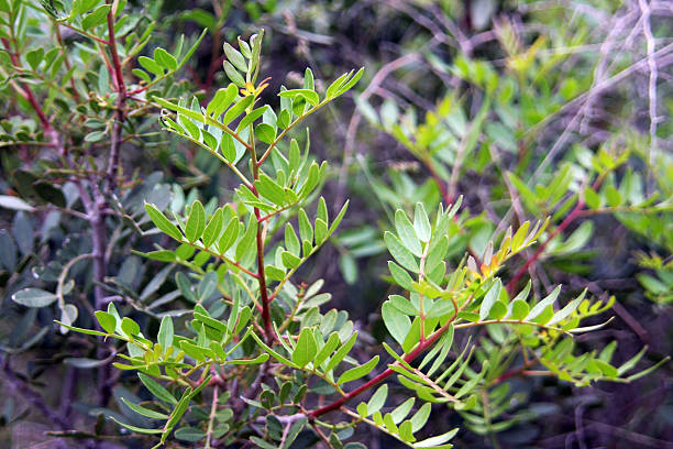 istock Young leaves in Corsica 146818597