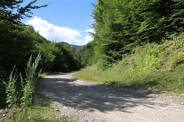 Forest road stock photo