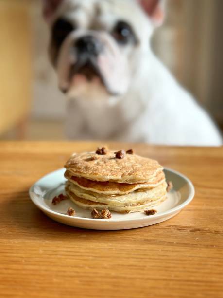 istock Healthy homemade pancake for dog 1468186652