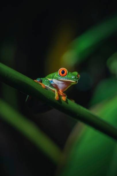 istock Wild green frog at night, with red eyes. 1468186869