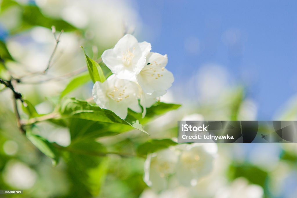 jasmine flor - Foto de stock de Arbusto libre de derechos