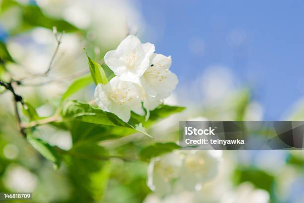 Jasmine Flor Foto de stock y más banco de imágenes de Arbusto - Arbusto, Aromaterapia, Belleza de la naturaleza