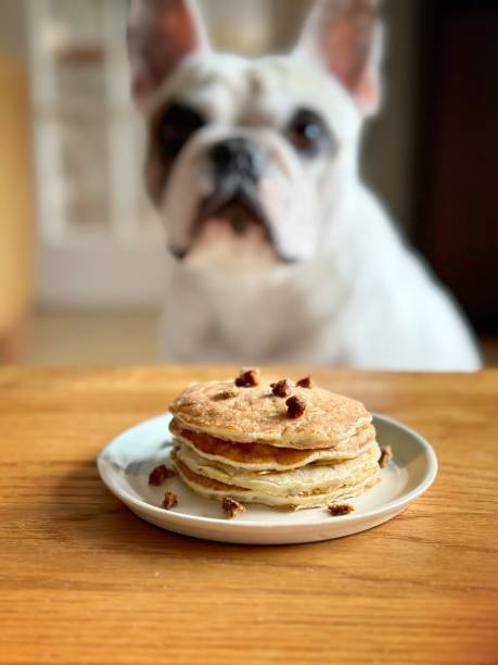 istock Healthy homemade pancake for dog 1468187467