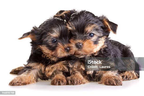 Yorkshire Terrier Puppies Stock Photo - Download Image Now - Animal, Brown, Canine - Animal