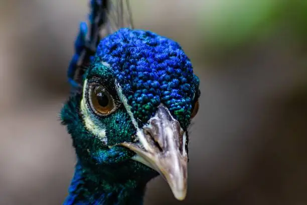 Photo of Closeup shot of a stunning blue and green peacock looking directly at the camera