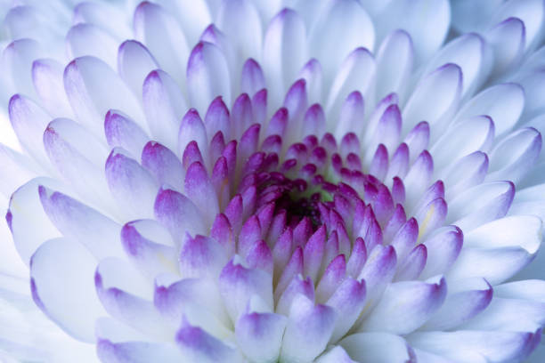 istock Close up off a Chrysanthemums (Chrysanthemum morifolium) 1468189804