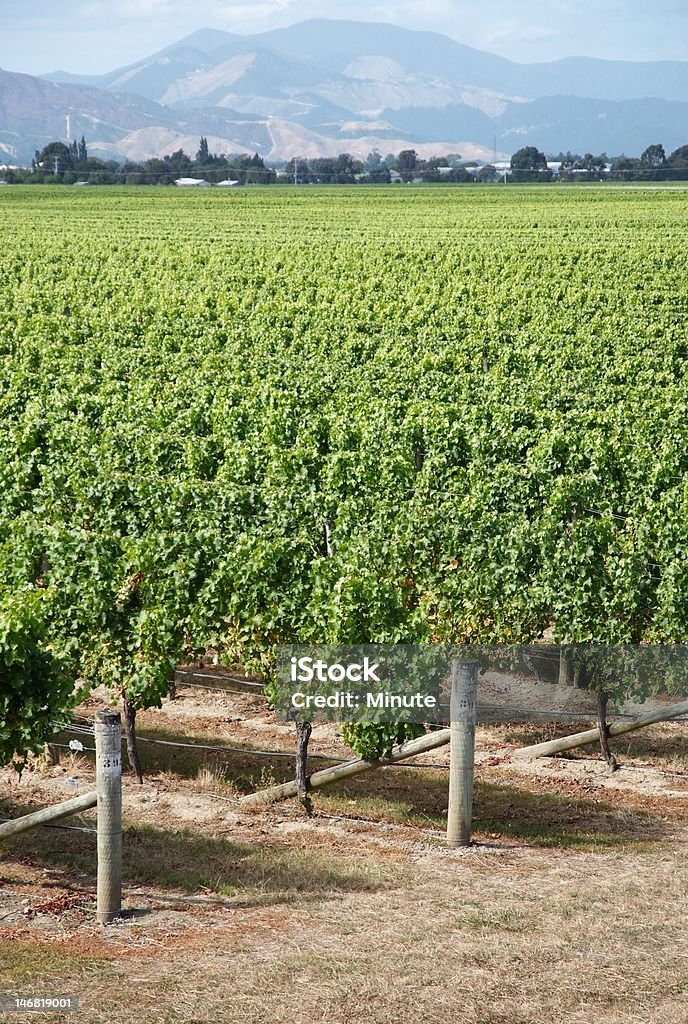 Vignobles de Marlborough - Photo de Couleur verte libre de droits
