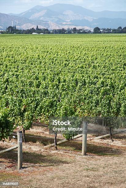 Photo libre de droit de Vignobles De Marlborough banque d'images et plus d'images libres de droit de Couleur verte - Couleur verte, Culture agricole, En rang