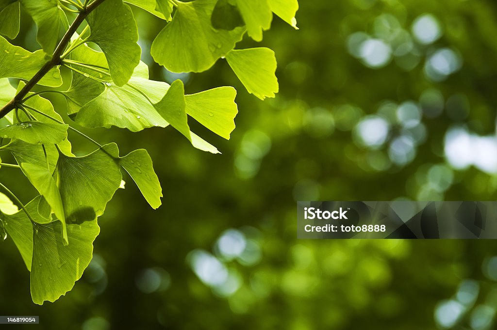 Close-up of Ginkgo leaves Close-up of  green  leaves (Ginkgo biloba). Shallow DOF. Aging Process Stock Photo