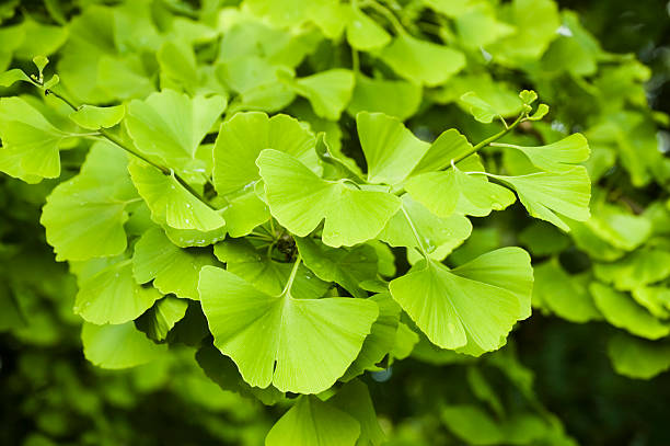 close-up de ginkgo folhas - ginkgo ginkgo tree chinese medicine ayurveda - fotografias e filmes do acervo