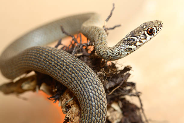 Cobra - fotografia de stock