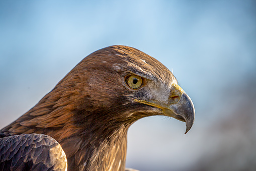 Golden Eagle (Aquila chrysaetos) close up of head