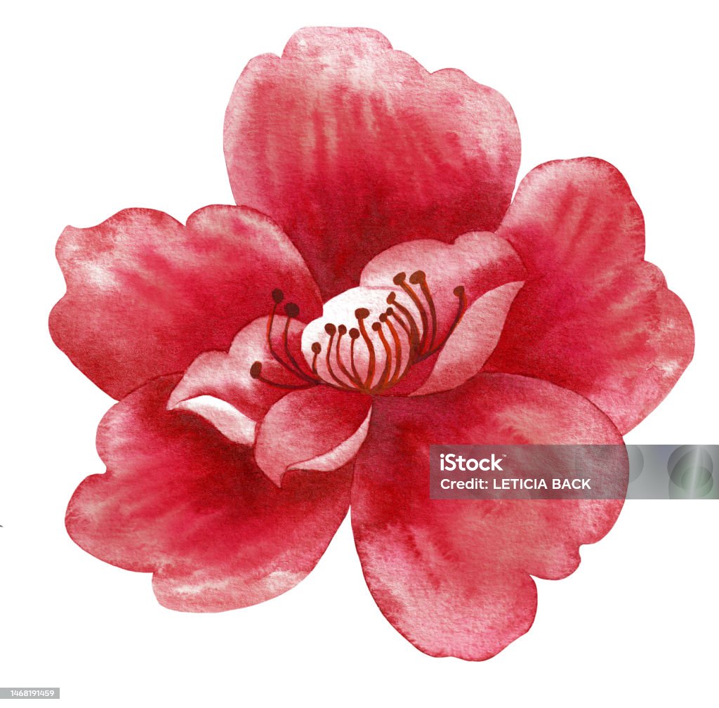 Red Watercolor Flower Stock Illustration - Download Image Now ...