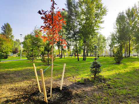 Newly not big planted red orange golden maple leaf trees in row in city park, forest at spring summer in sunny day, nature ecology earth save, landscape,agriculture concept.